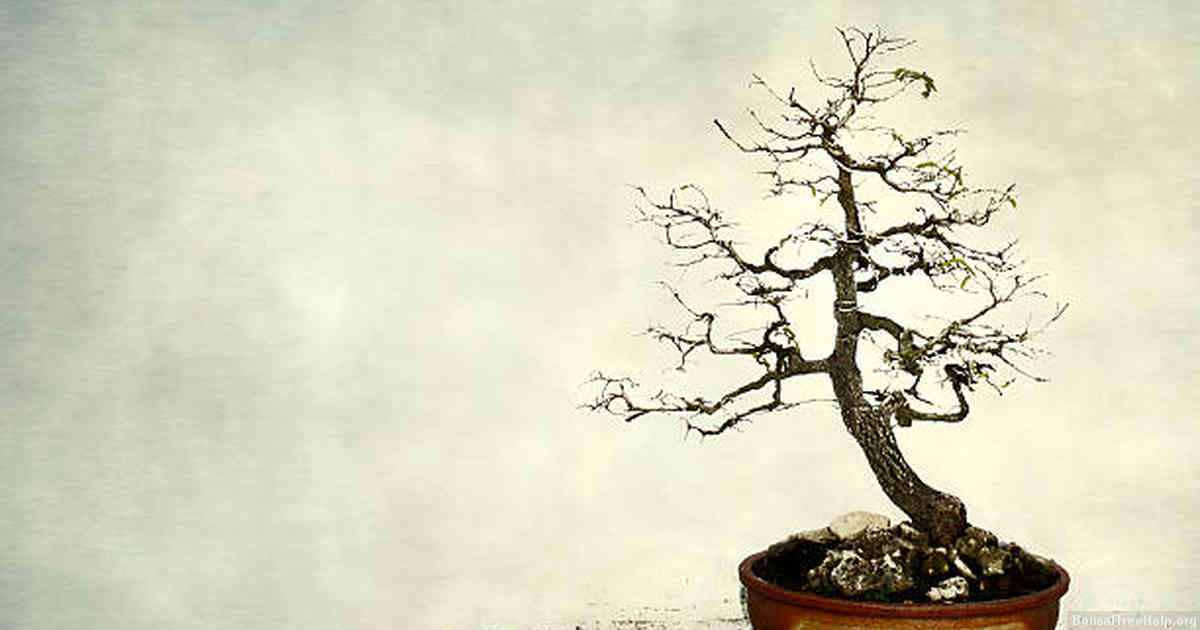 The Importance of Pruning Young Bonsai Trees
