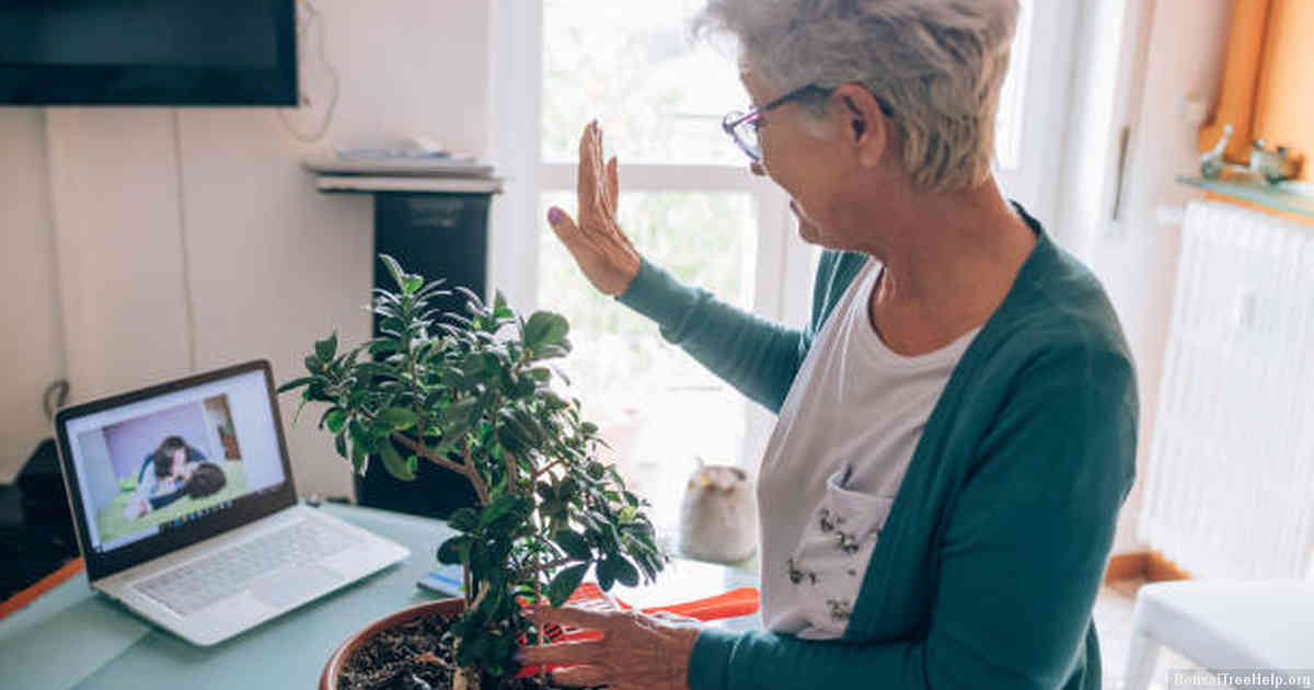 The Mindful Practice of Bonsai Gardening