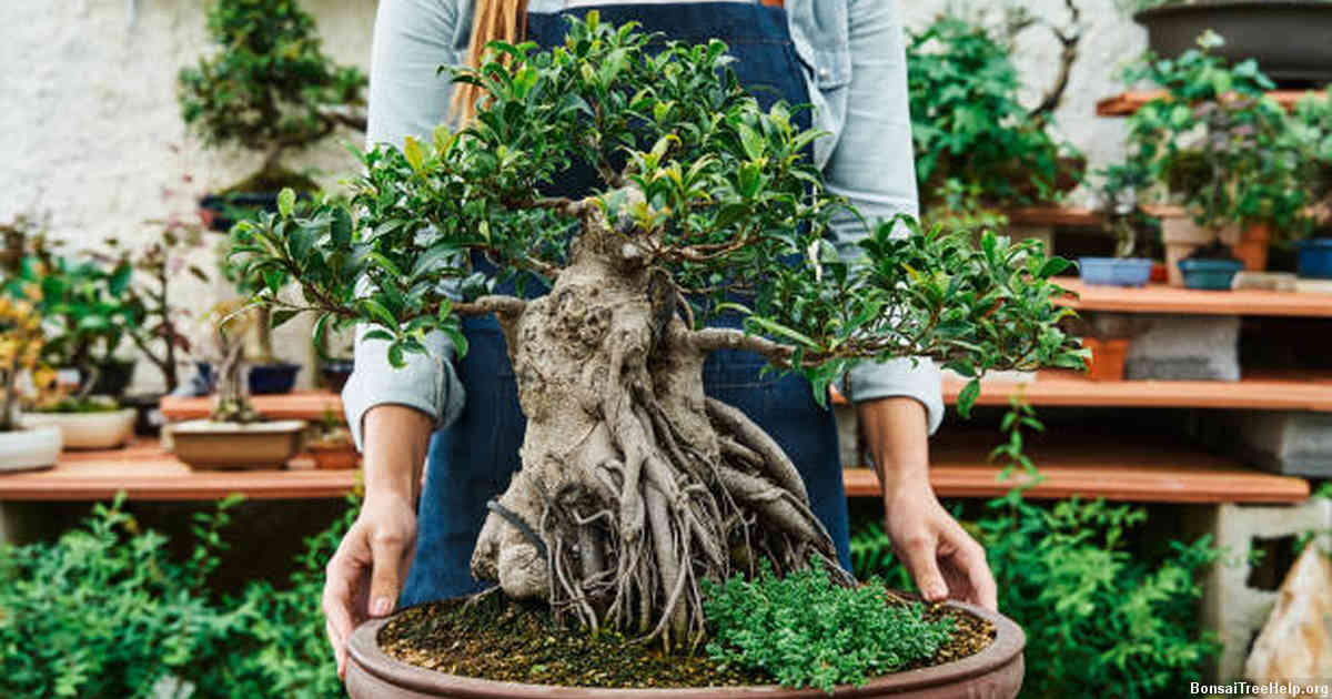 The Purpose and Benefits of Cutting Off Brown Leaves on a Bonsai