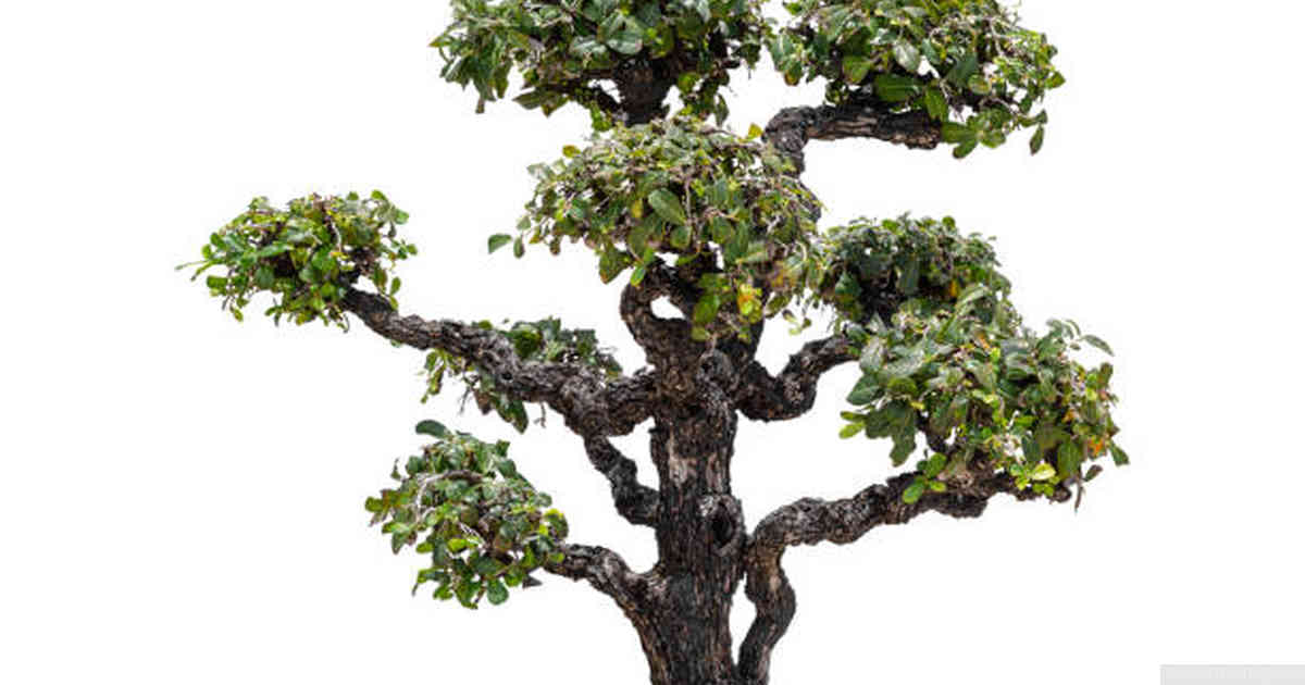 The relationship between pot size and tree size in bonsai cultivation