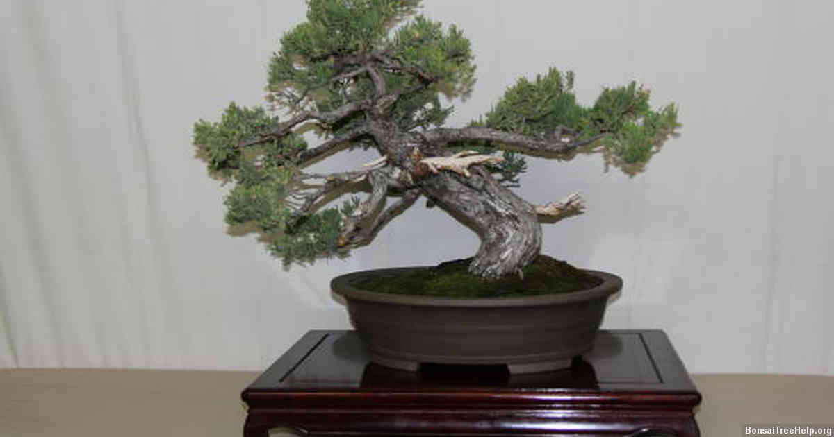 The Right Time of Year to Wire Your Ficus Bonsai