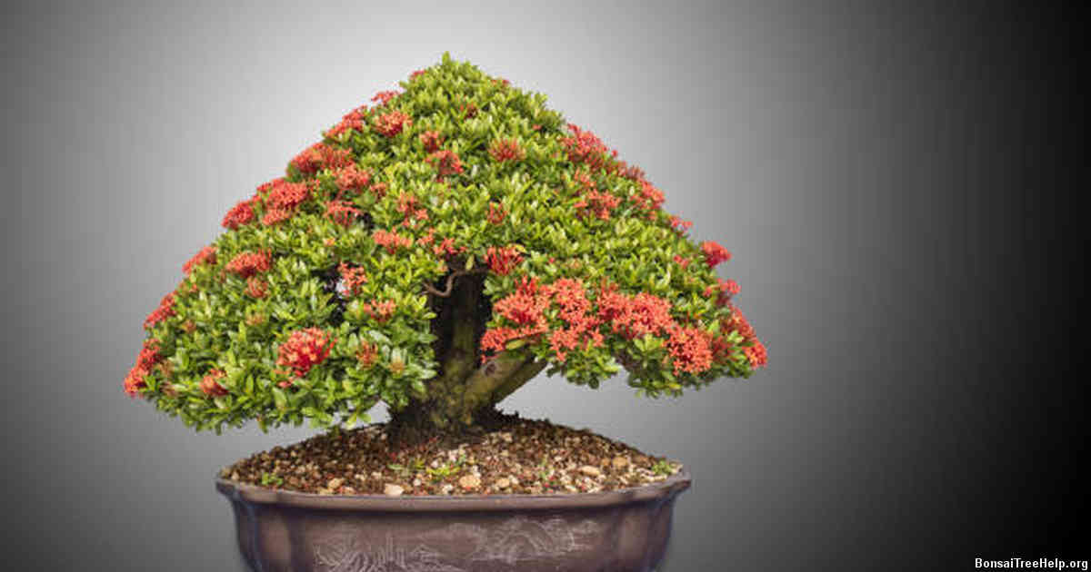 The Role of Patience in Growing Bonsai