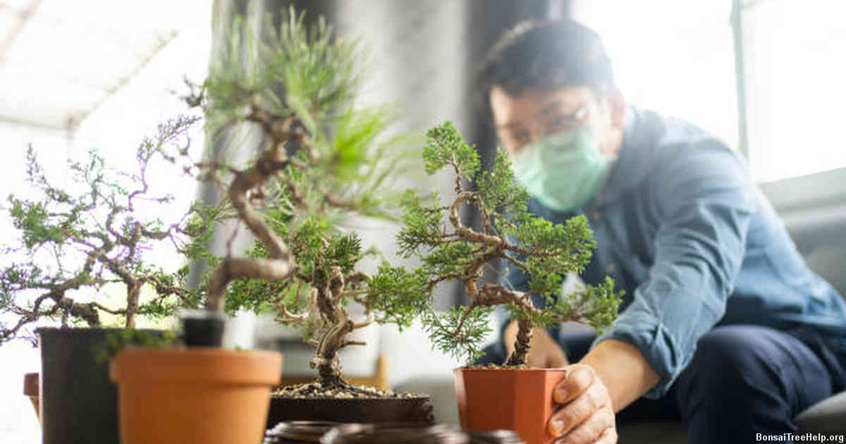 The seed selection process for bonsai beginners