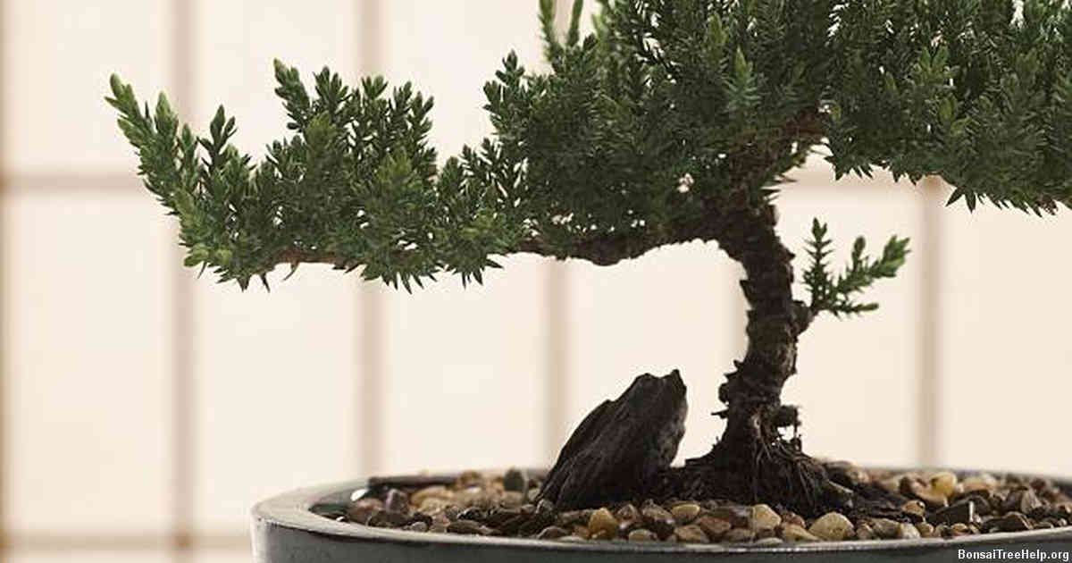 The Values Instilled by Cultivating a Bonsai Tree