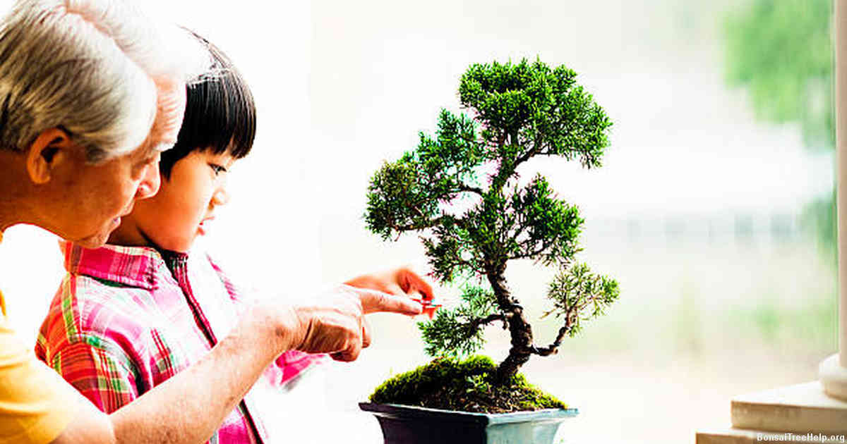 Timeframes for expected growth and development of your bonsai