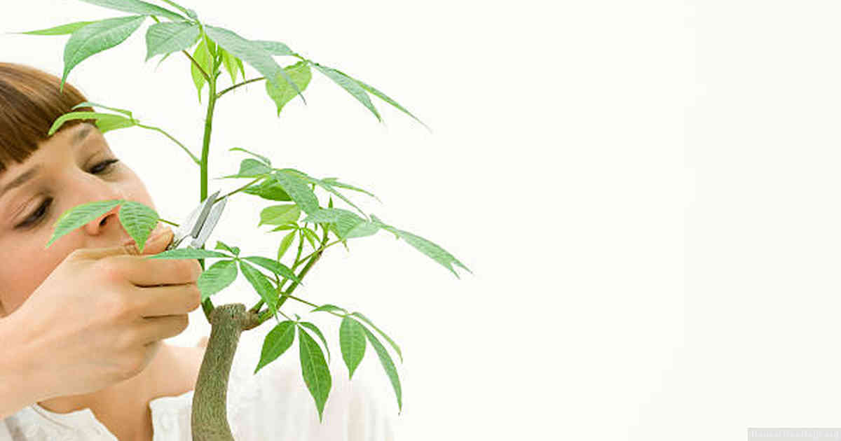 Timing Considerations When Defoliating Your Bonsai