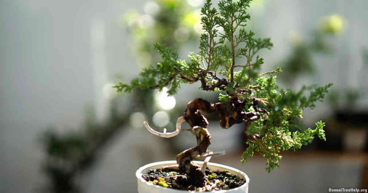 Tips and Tricks for Efficient and Safe Bonsai harvesting in Minecraft