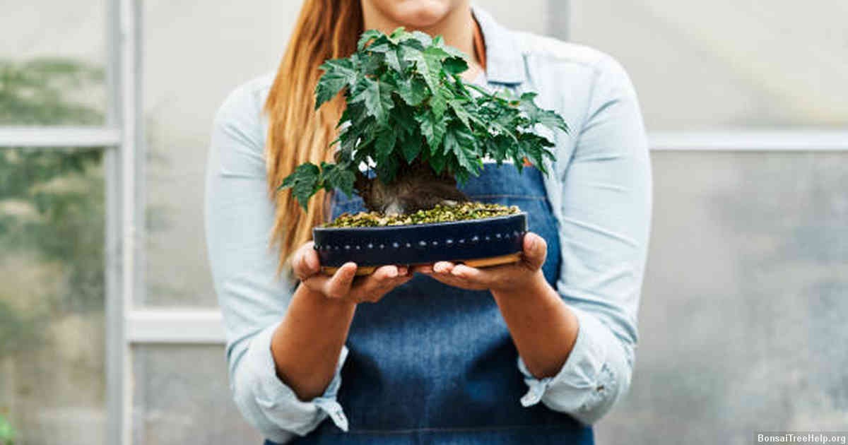 Tips and tricks for maintaining a healthy bonsai oak