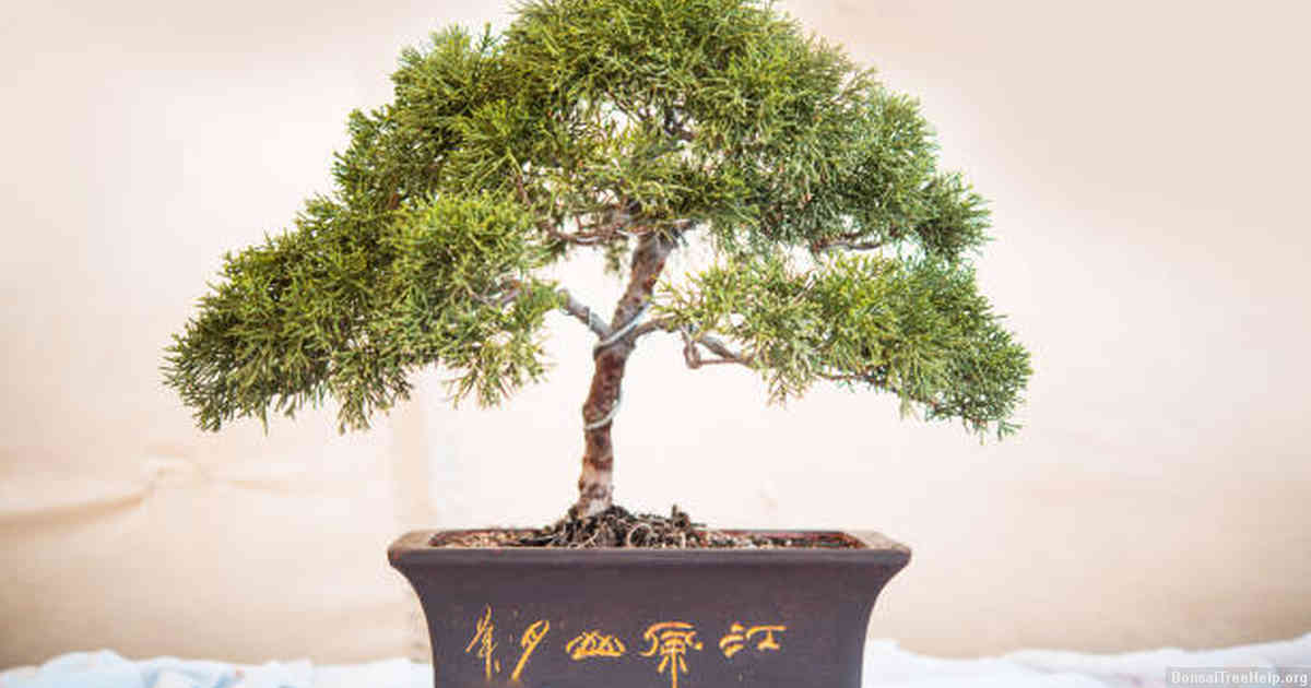 Tips and Tricks for Maintaining Healthy, Happy Bonsai Plantation