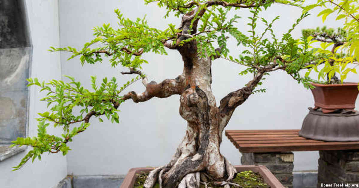 Tips for Creating the Right Environment for Your Bonsai Tree