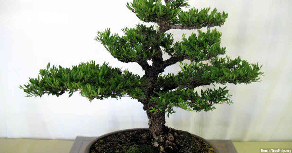Tips for Displaying and Maintaining a Healthy Bonsai Tree