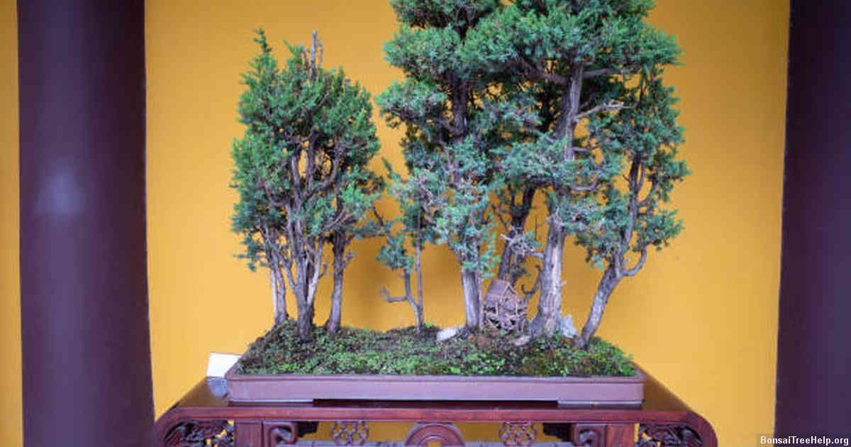Tips for Growing Bonsai Trees Successfully