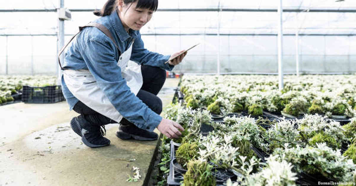 Tips for Maintaining Moisture Balance in Your Potting Mix