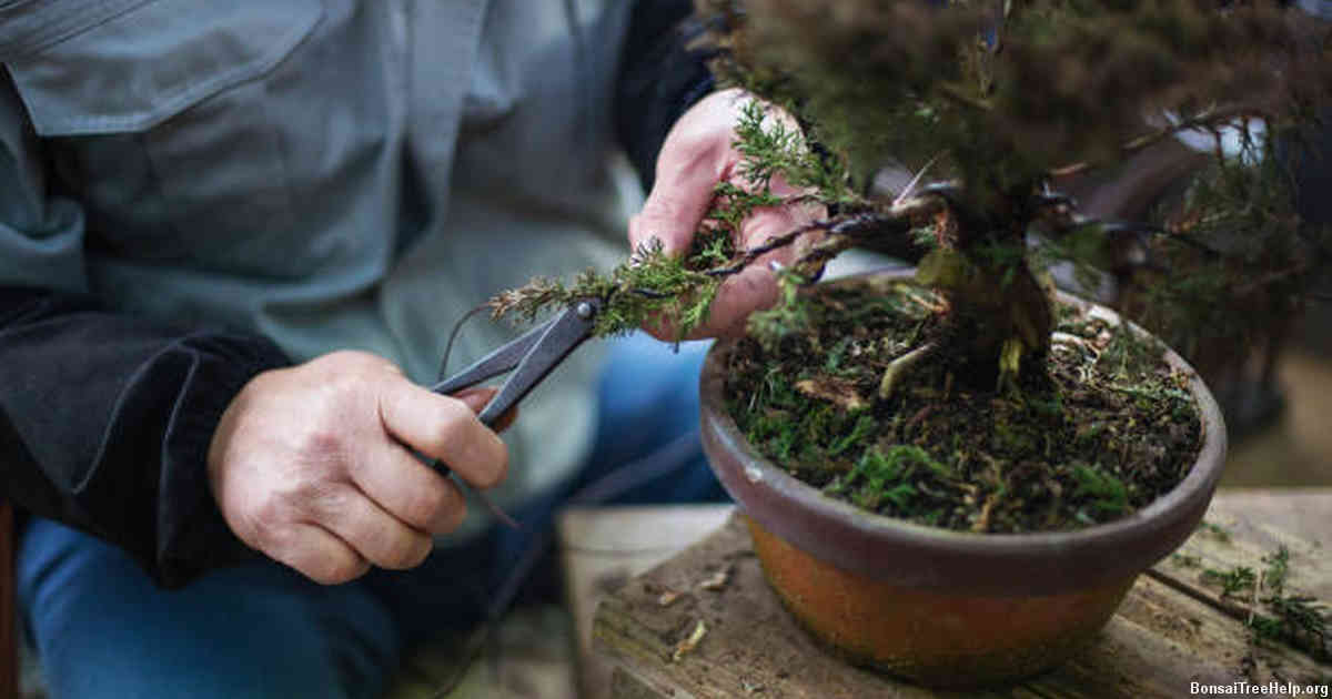 Tips for Proper Maintenance and Removal of Wiring from Bonsai Trees