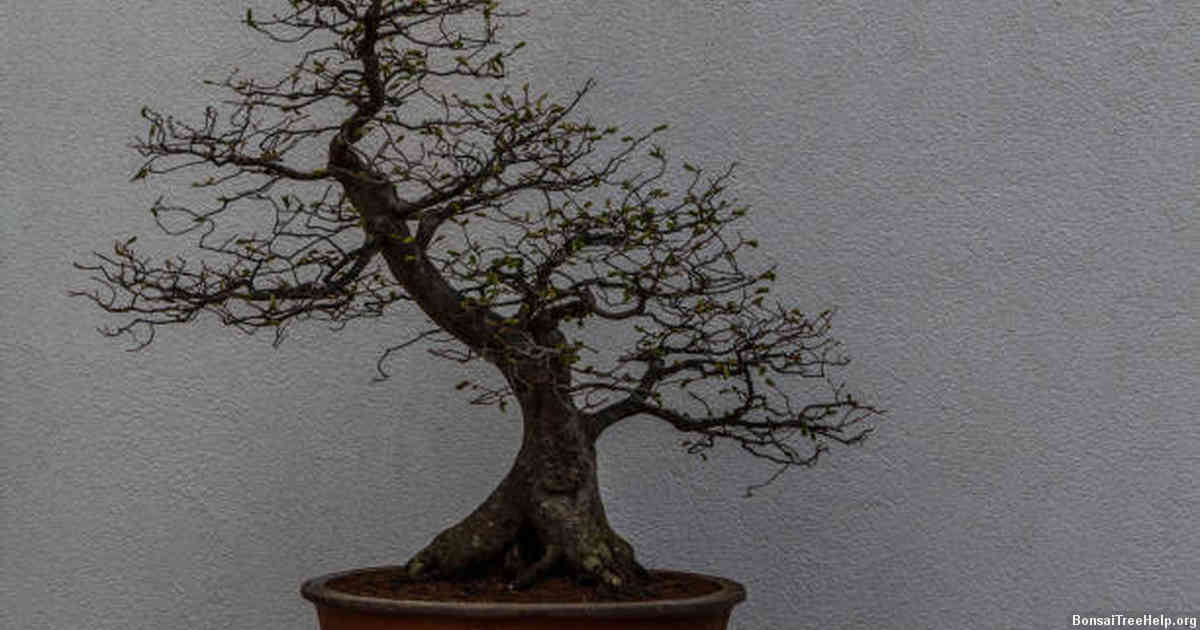 Tips for taking care of your finished artificial bonsai