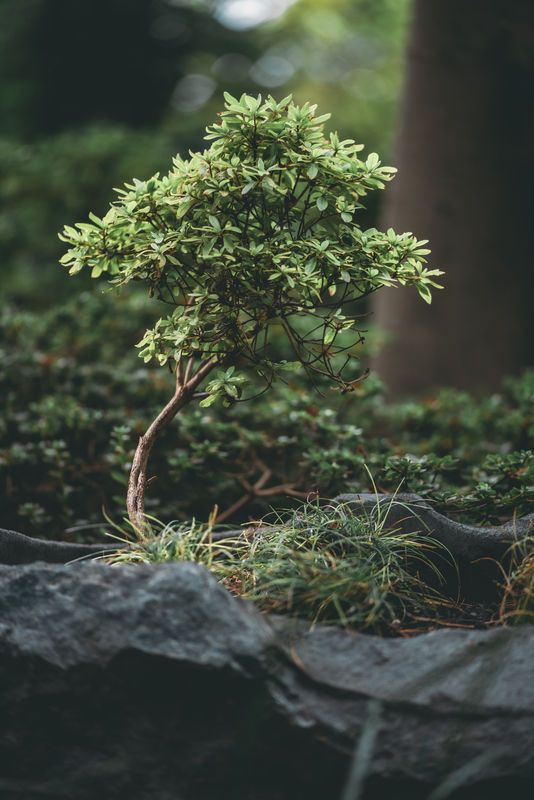 Tips on Choosing the Right Bonsai Soil for Your Tree’s Needs