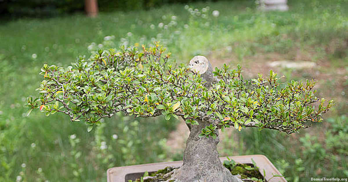 Tips on how to take care of your red maple bonsai tree after trimming it