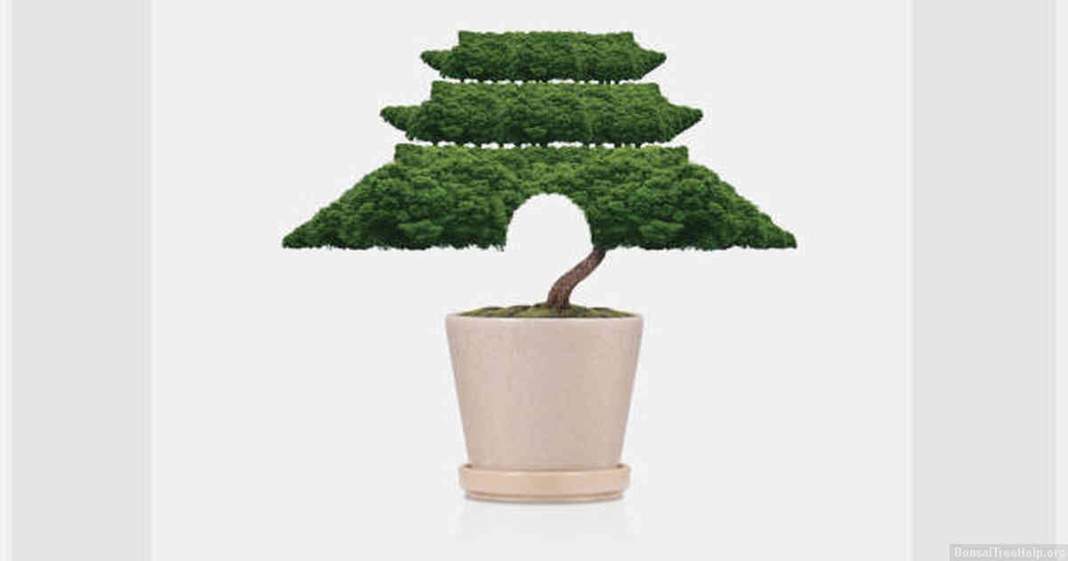 Tips on Proper Drainage Set-Up for Your Bonsai Tree