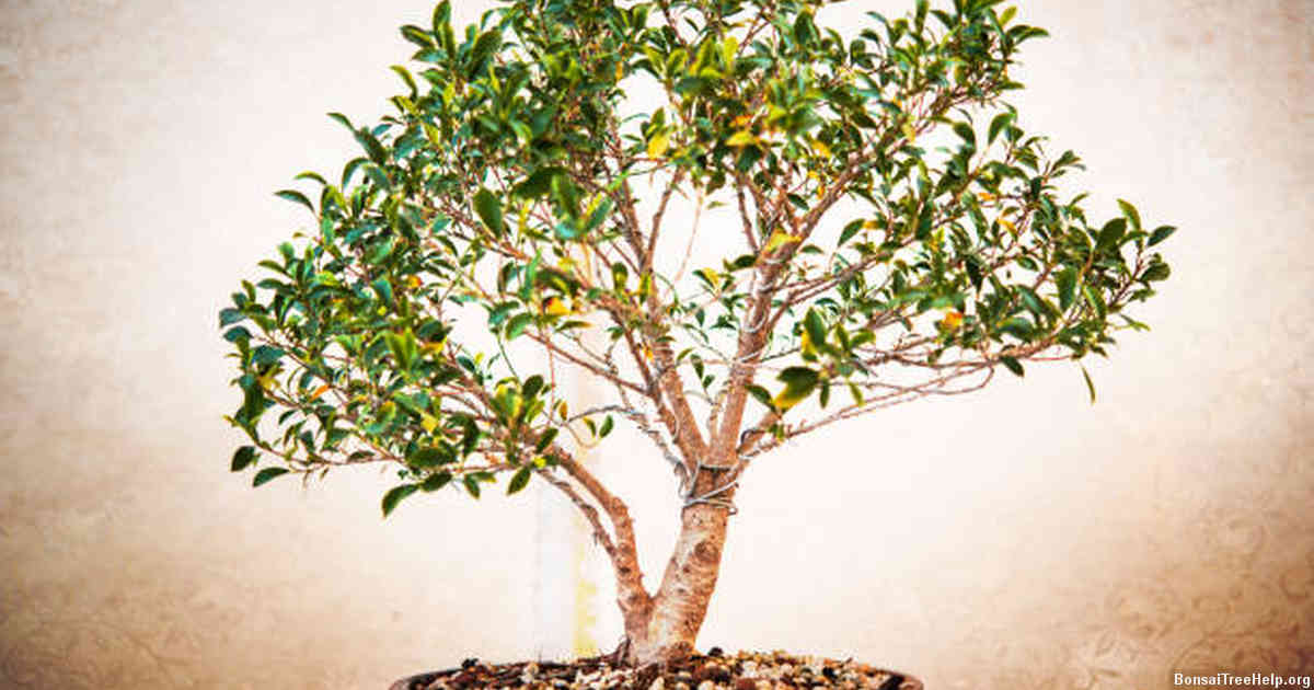 Tips to Ensure Longevity of Your Bonsai Tree