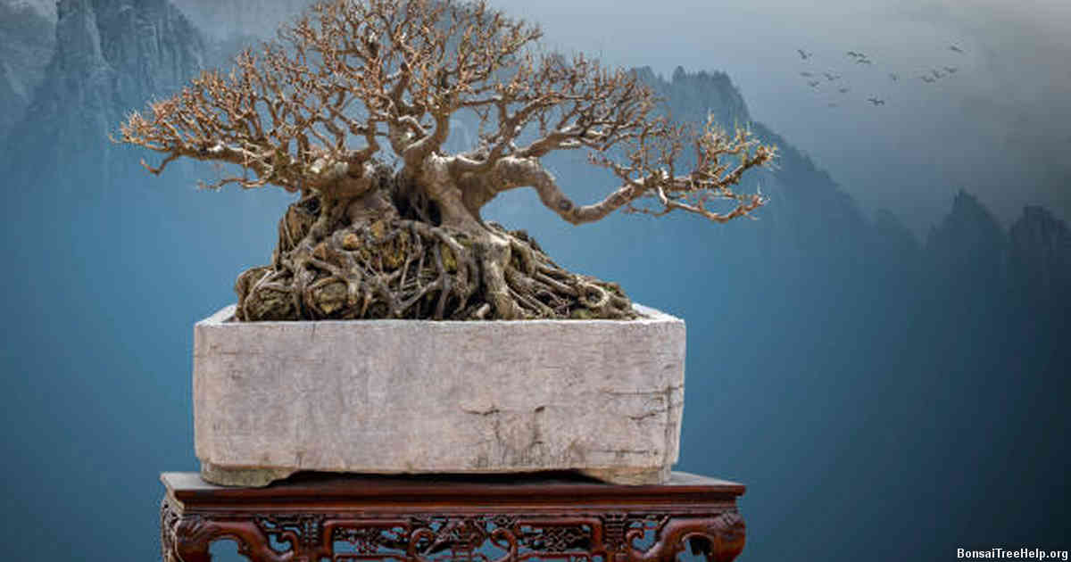 To Remove or Not to Remove: The Dilemma of Syconiums on Ficus Bonsai