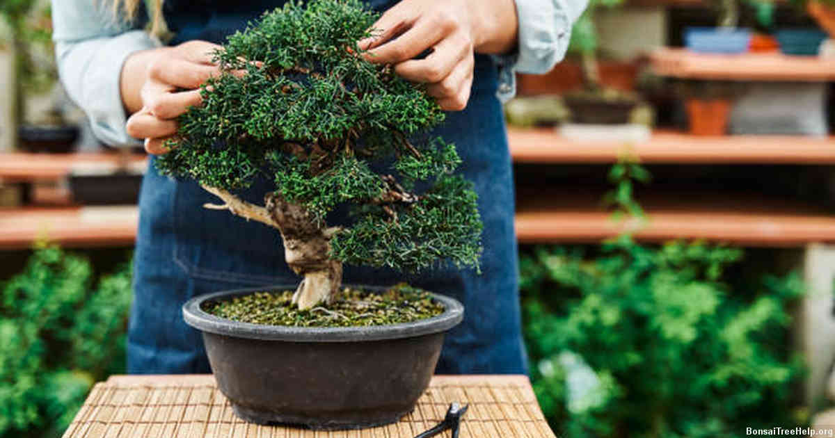 Tools needed for bonsai tree pruning