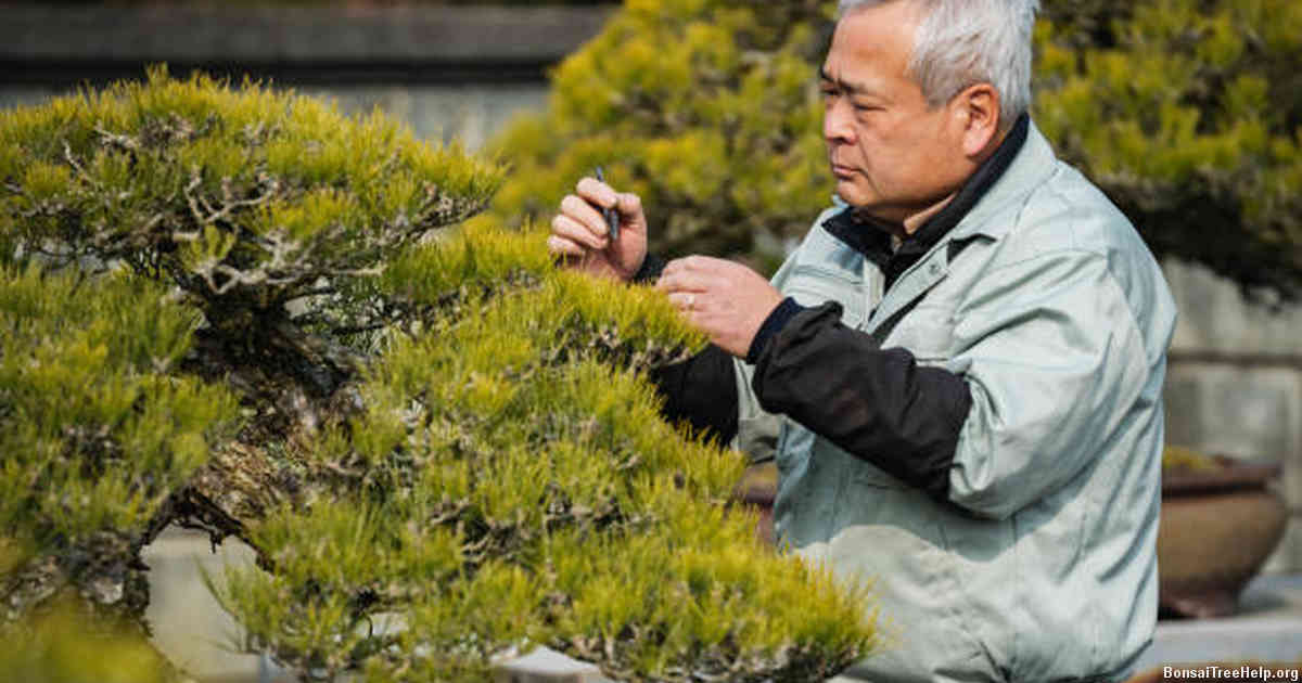 Tools You’ll Need When Pruning Your Juniper Bonsai Tree