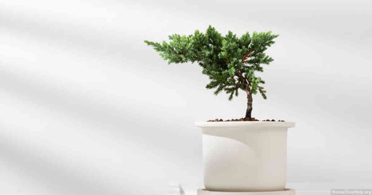 Training and Caring Tips for Long-Lasting Bonsai Growth