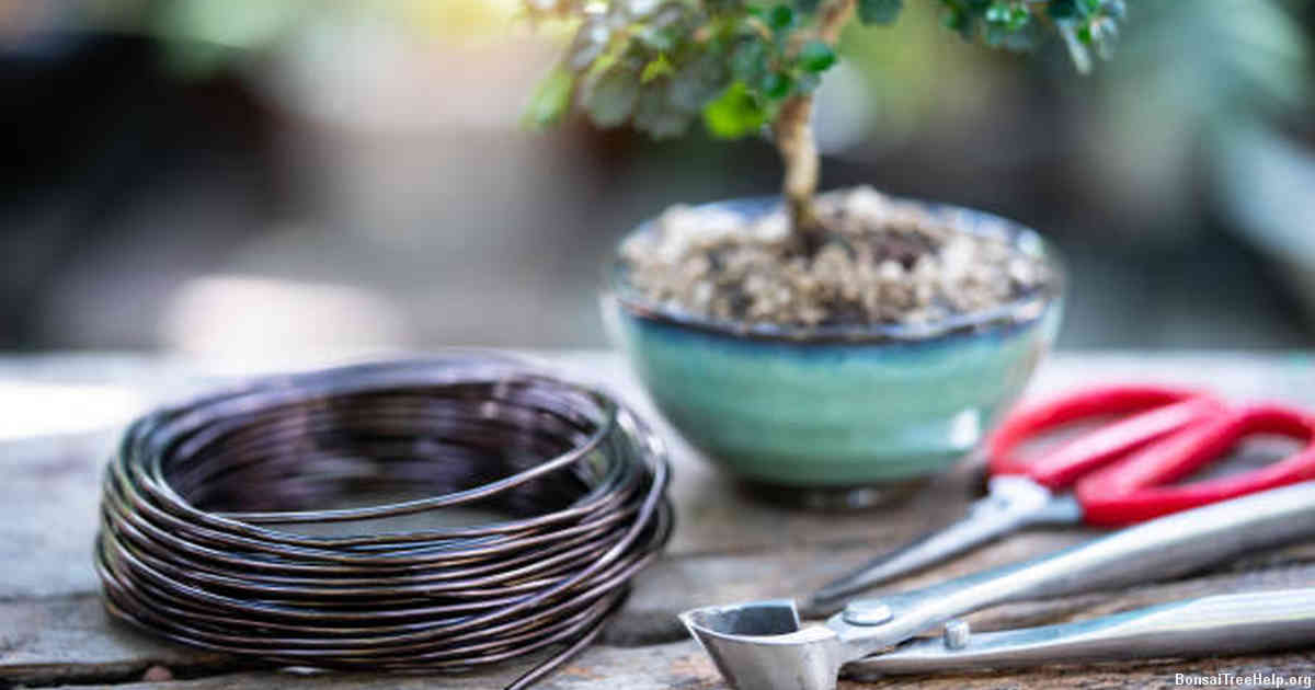 Transferring the Seedlings to Their Own Pots