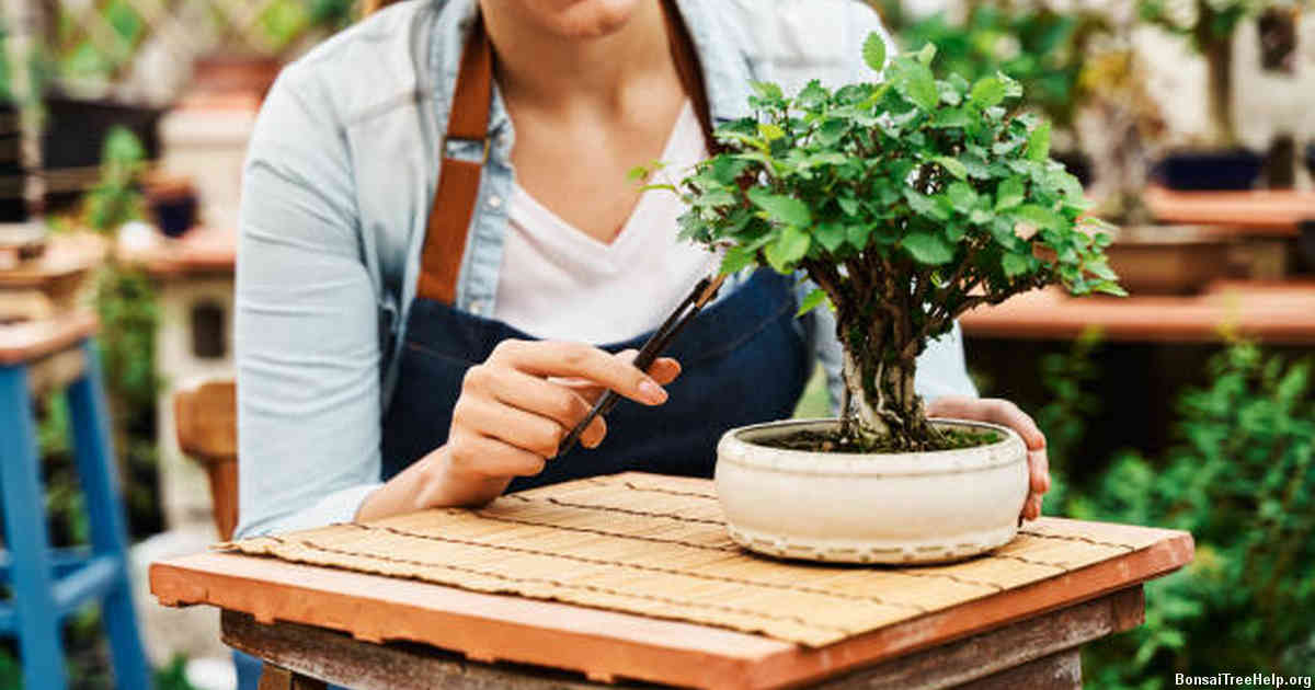 Trim Regularly to Promote Growth and Health of Your Outdoor Bonsai Tree