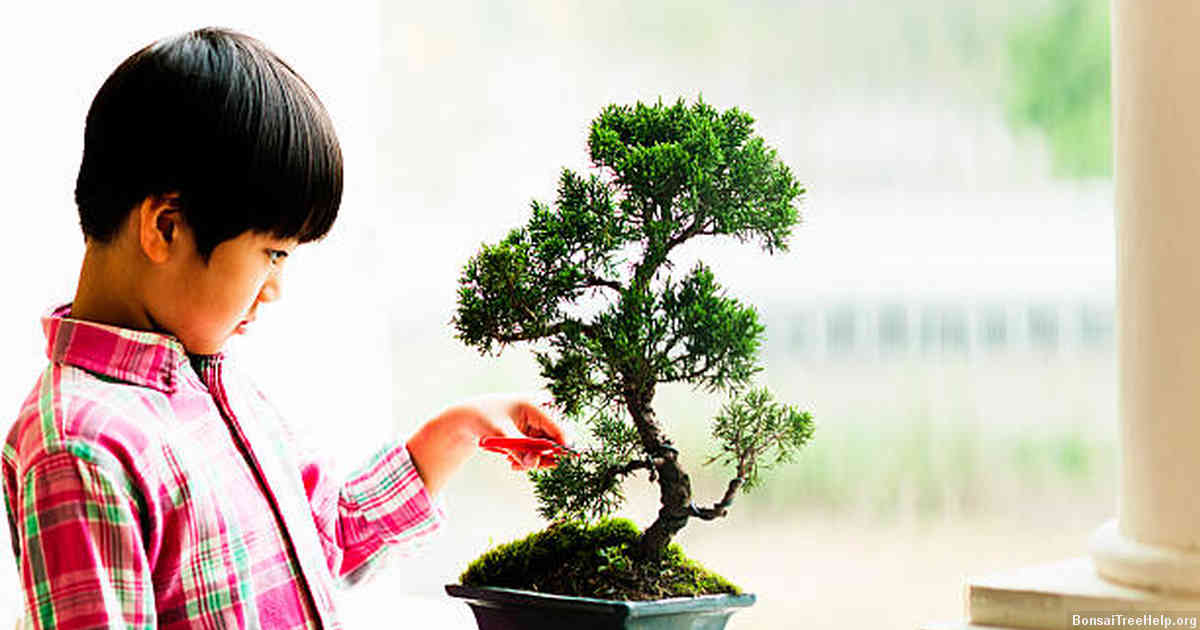 Types of Moss Suitable for Bonsai Planters