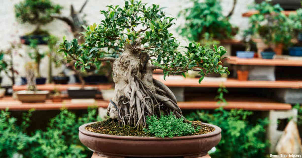 types of pots suitable for bonsai