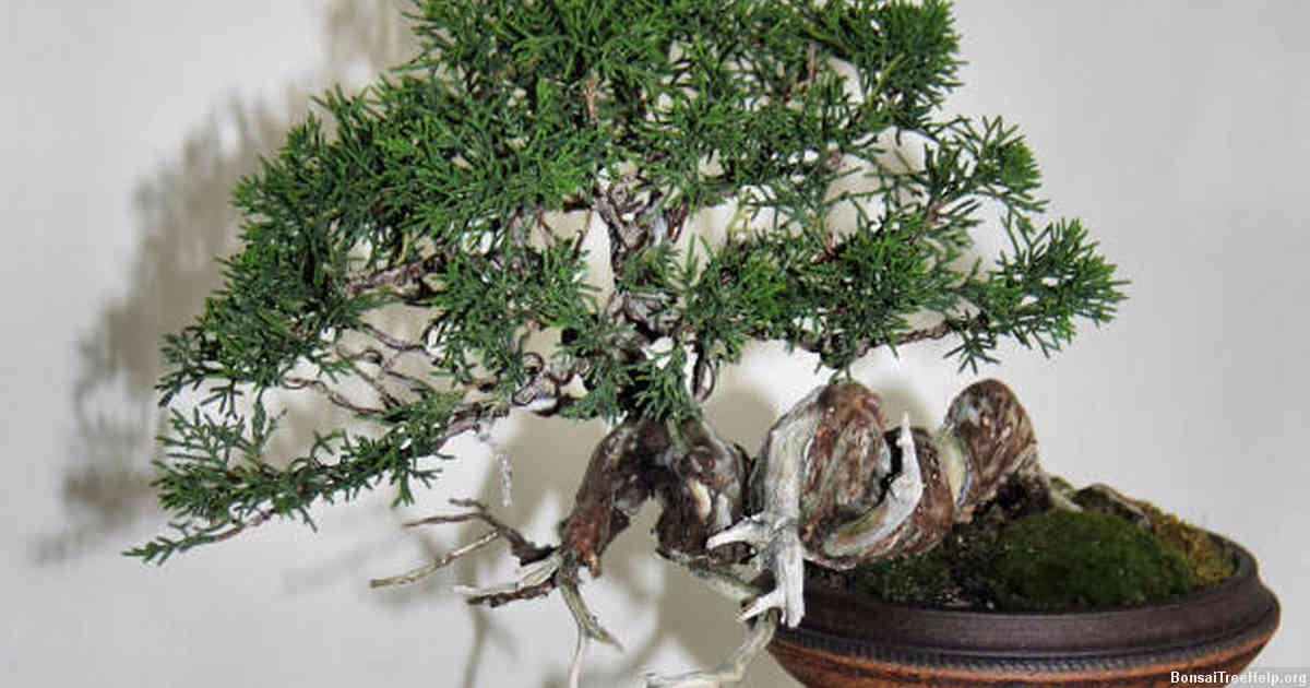 Understanding bonsai seed growth