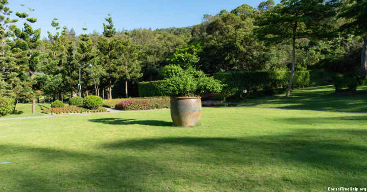 Understanding Bonsai Tree Watering Needs