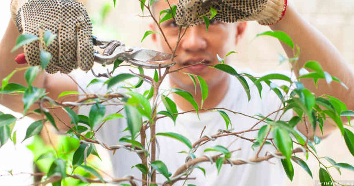Understanding Ficus Bonsai’s Seasonal Behavior