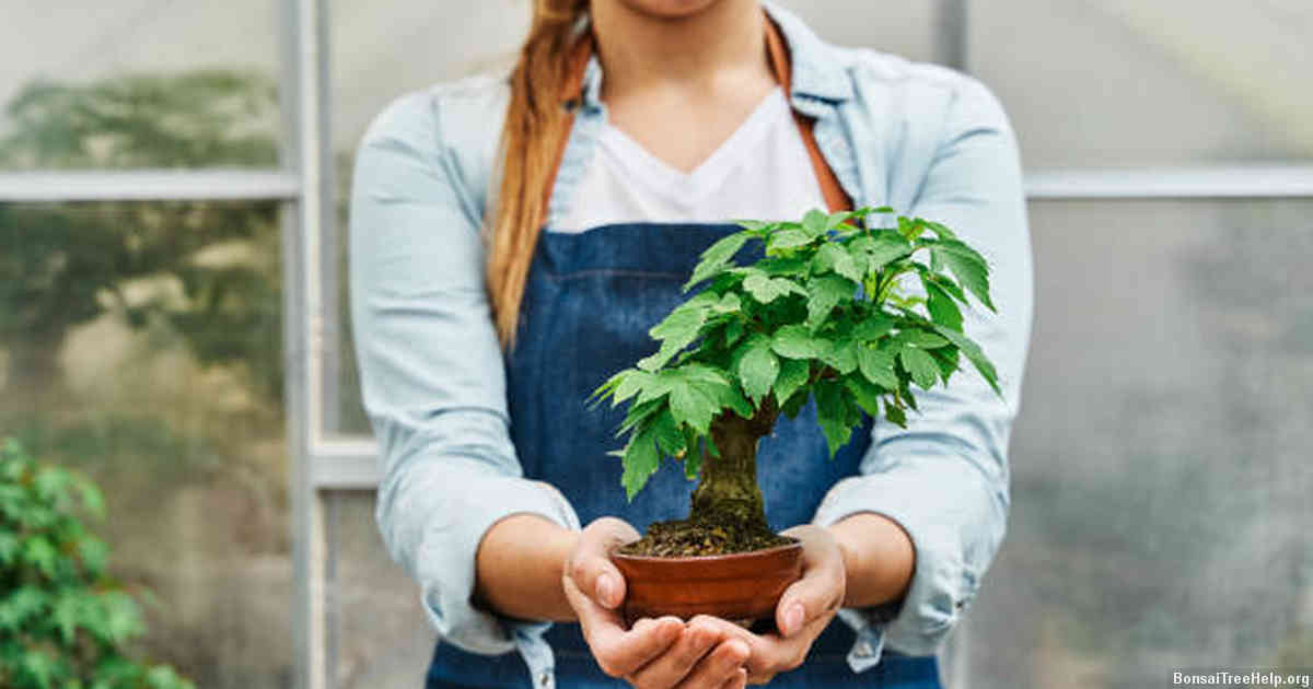 Understanding the Basics of Bonsai Tree Growth