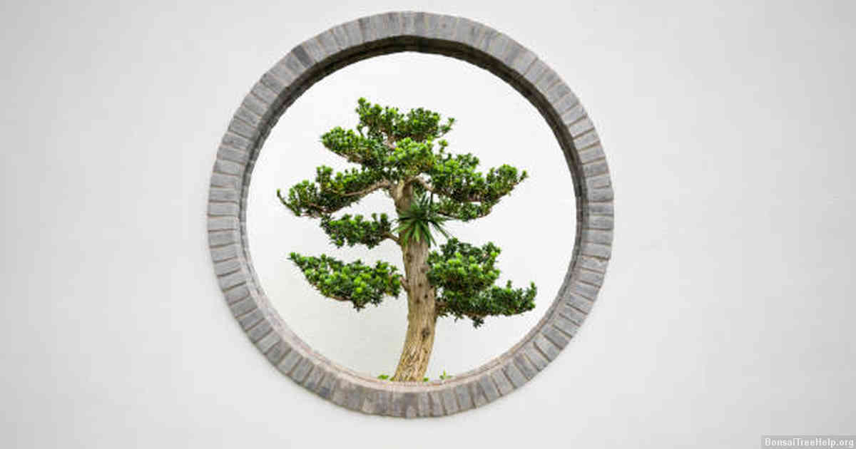 Understanding the Growth Cycle of Bonsai Trees