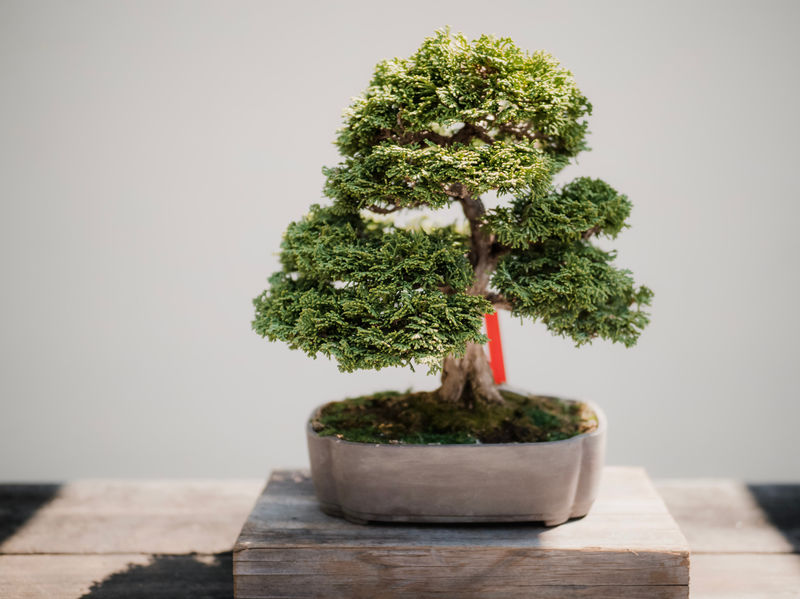 Understanding the Growth Pattern of Bonsai Ficus Trees