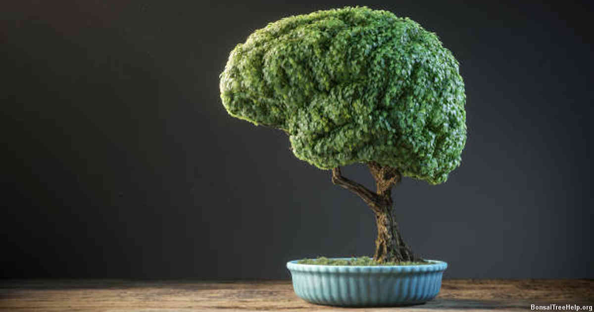 Understanding the Growth Pattern of Bonsai Trees