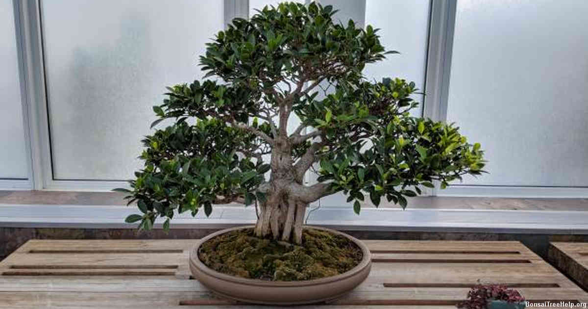 Understanding the Importance of Humidity for Indoor Bonsai