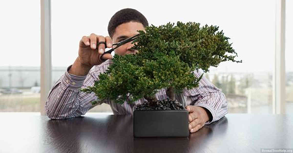 Understanding the Importance of Moss in Bonsai Care