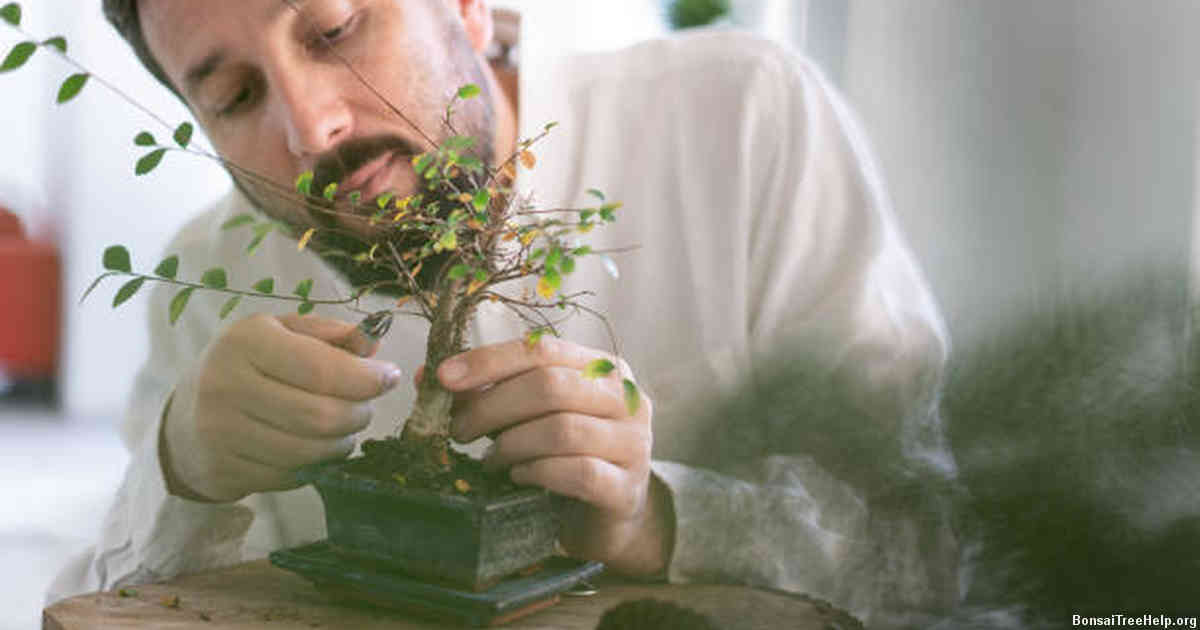 Understanding the Life Cycle of Bonsai Trees