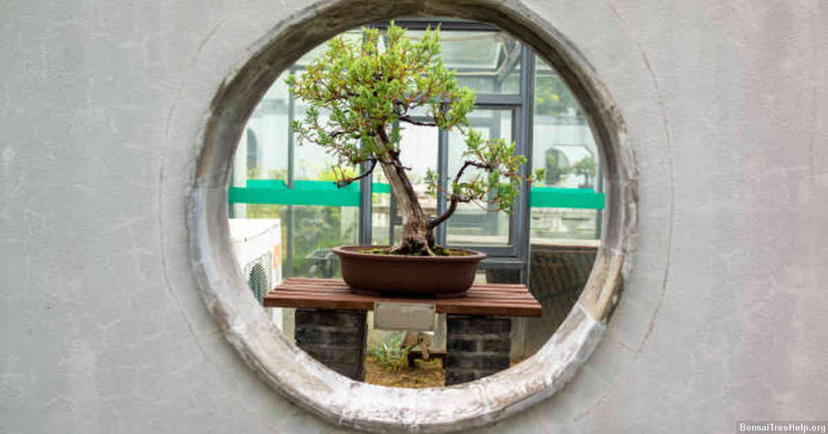 Understanding the market demand for bonsai trees