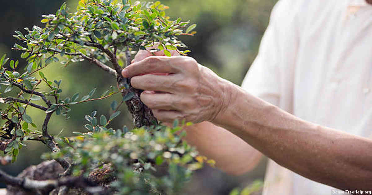 Understanding the natural shedding process of bonsai leaves