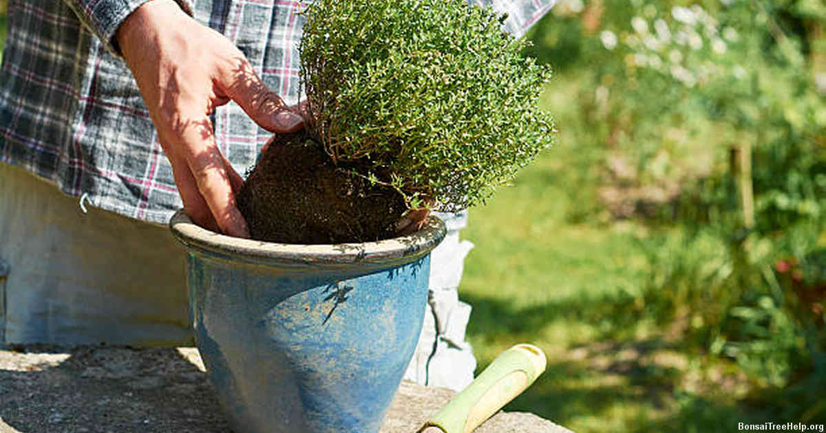 Understanding the natural shedding process of bonsai leaves