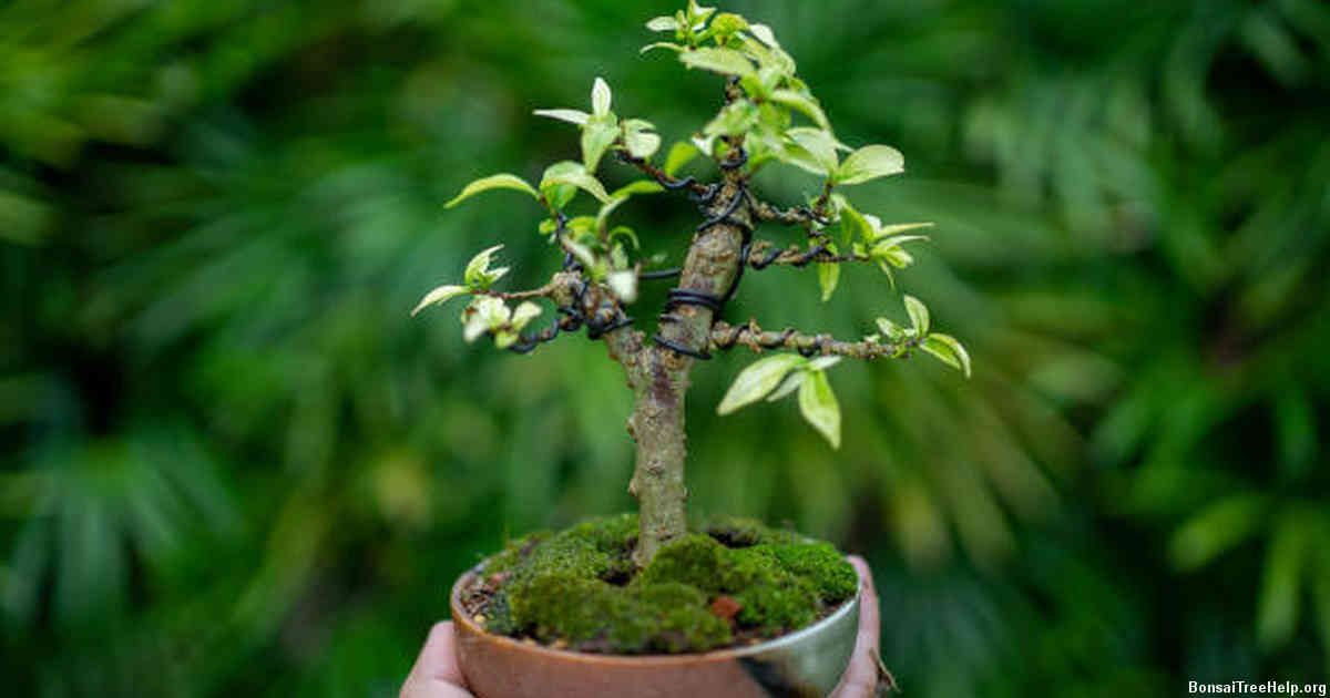 Understanding the Nutritional Requirements of Your Bonsai Tree