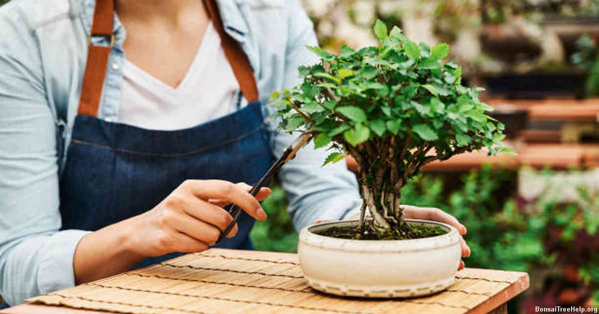 Understanding the Root System of Bonsai Trees