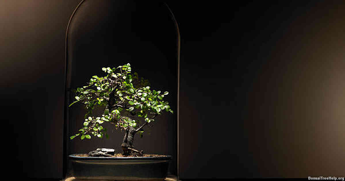 Understanding the Science Behind Bonsai Maintenance and Care