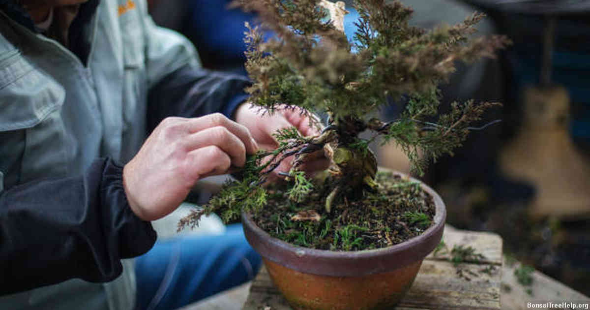 Understanding the Soil Requirements of Bonsai Plants