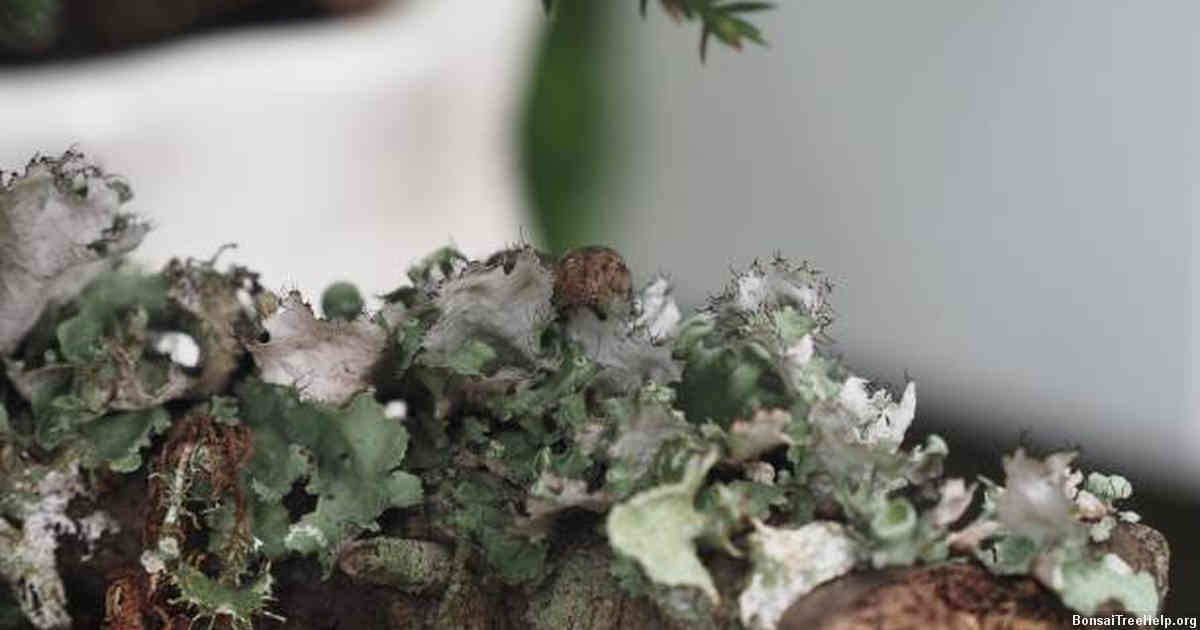 Understanding the Water Requirements of Your Bonsai Tree