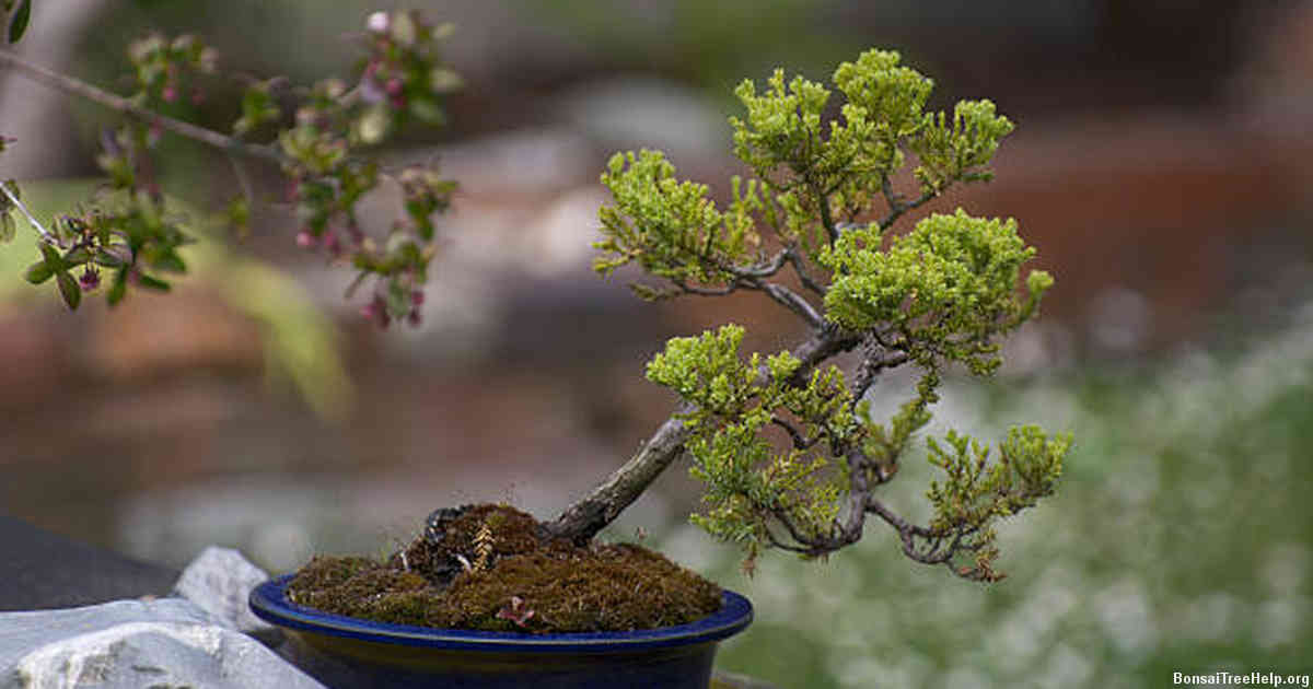 Various Species of Bonsai Tree to Choose From